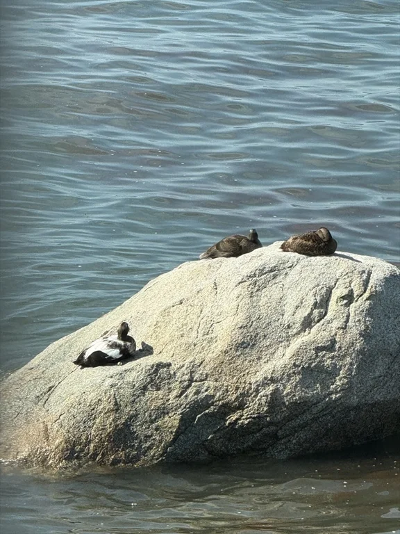 42 Phillips Rd, Nahant