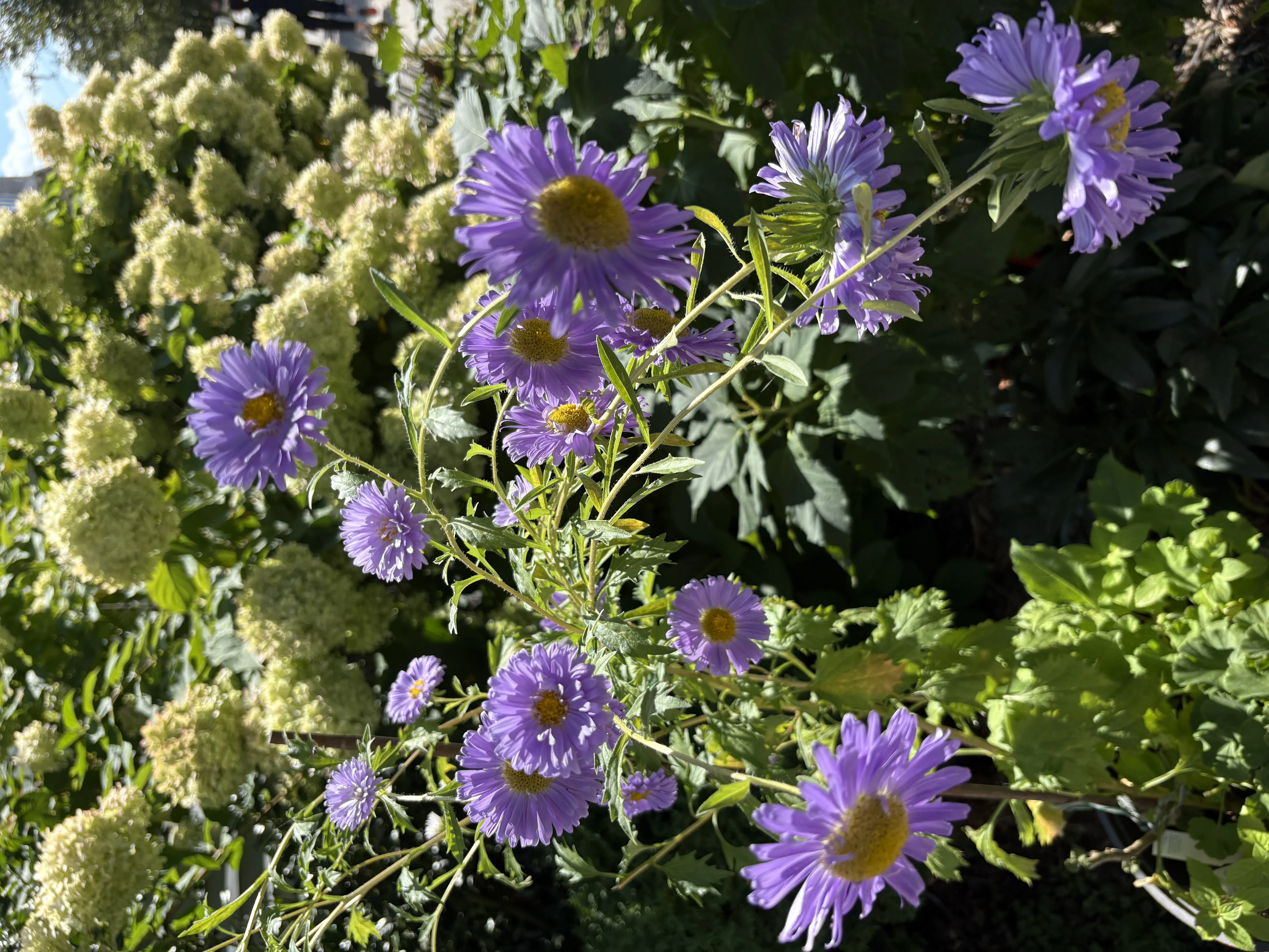 33 Prentiss St ,, Watertown