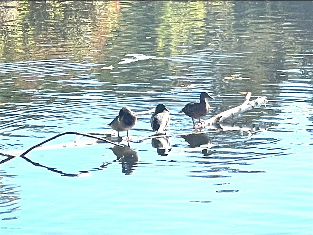 81 Jolicoeur Ave, Spencer