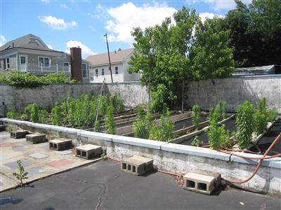 254 Harvard St, South Medford