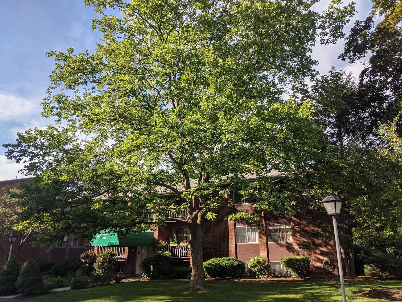 2 bed, 2 bath apartment for rent at 611 Watertown St Unit 6, Newton — photo 1 of 24