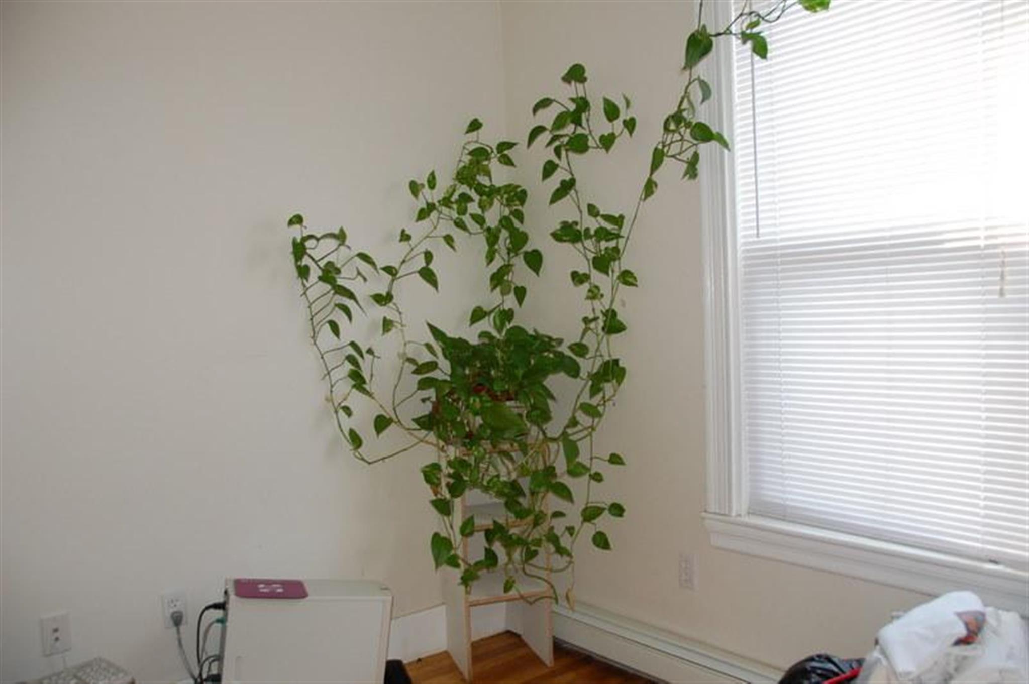 2.5 bed, 1 bath apartment for rent at 2 Portsmouth Unit 2, Kendall Square — photo 4 of 6
