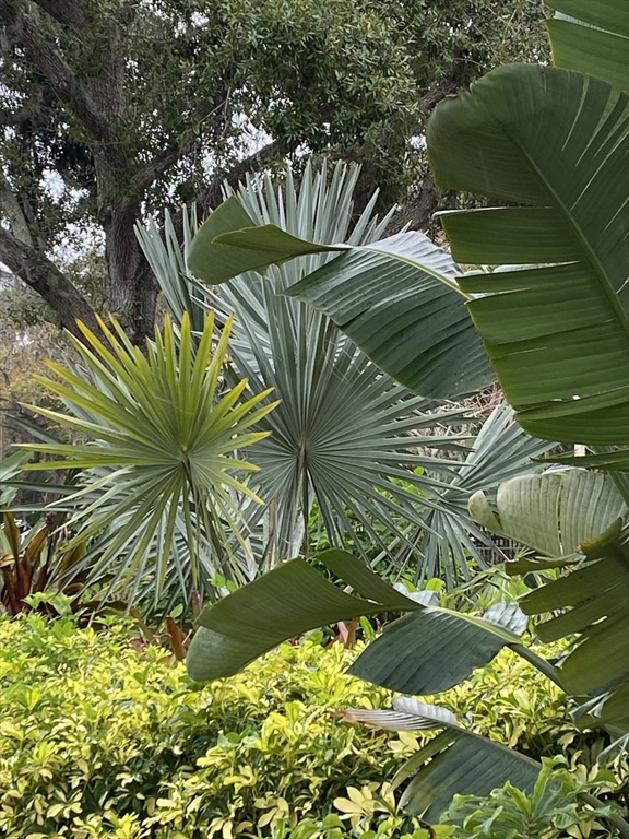 1401 Palmetto, Daytona Beach