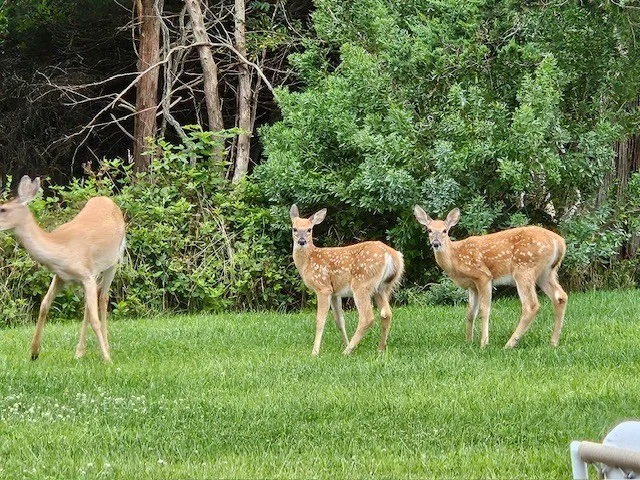 63 Monomoy Rd, Monomoy