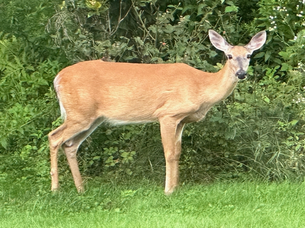 210 Washington St, Sherborn