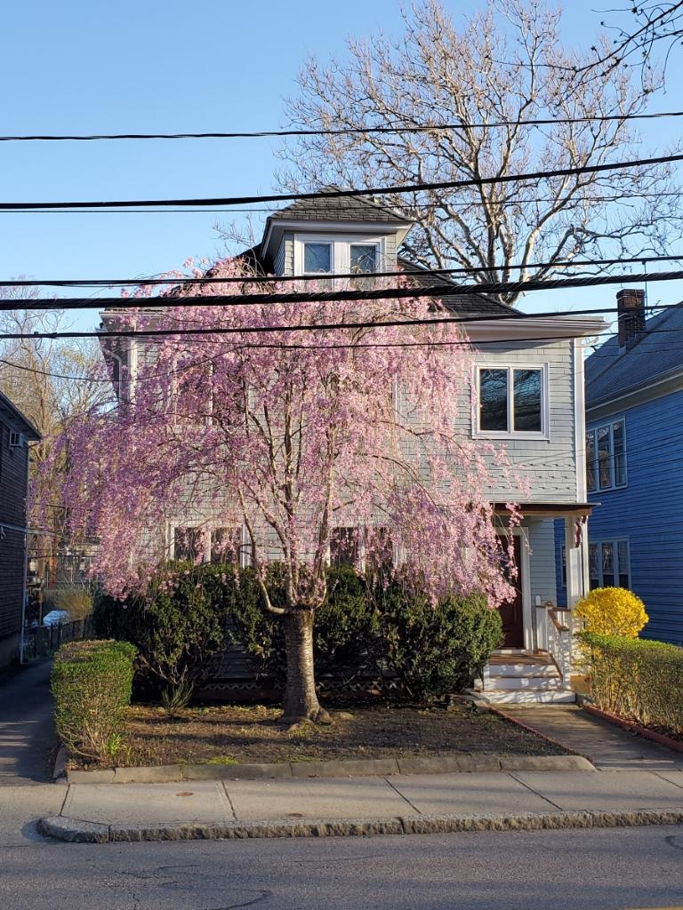 3 bed, 1 bath apartment for rent at 88 Davis Ave Unit 1, Brookline Village — photo 2 of 13