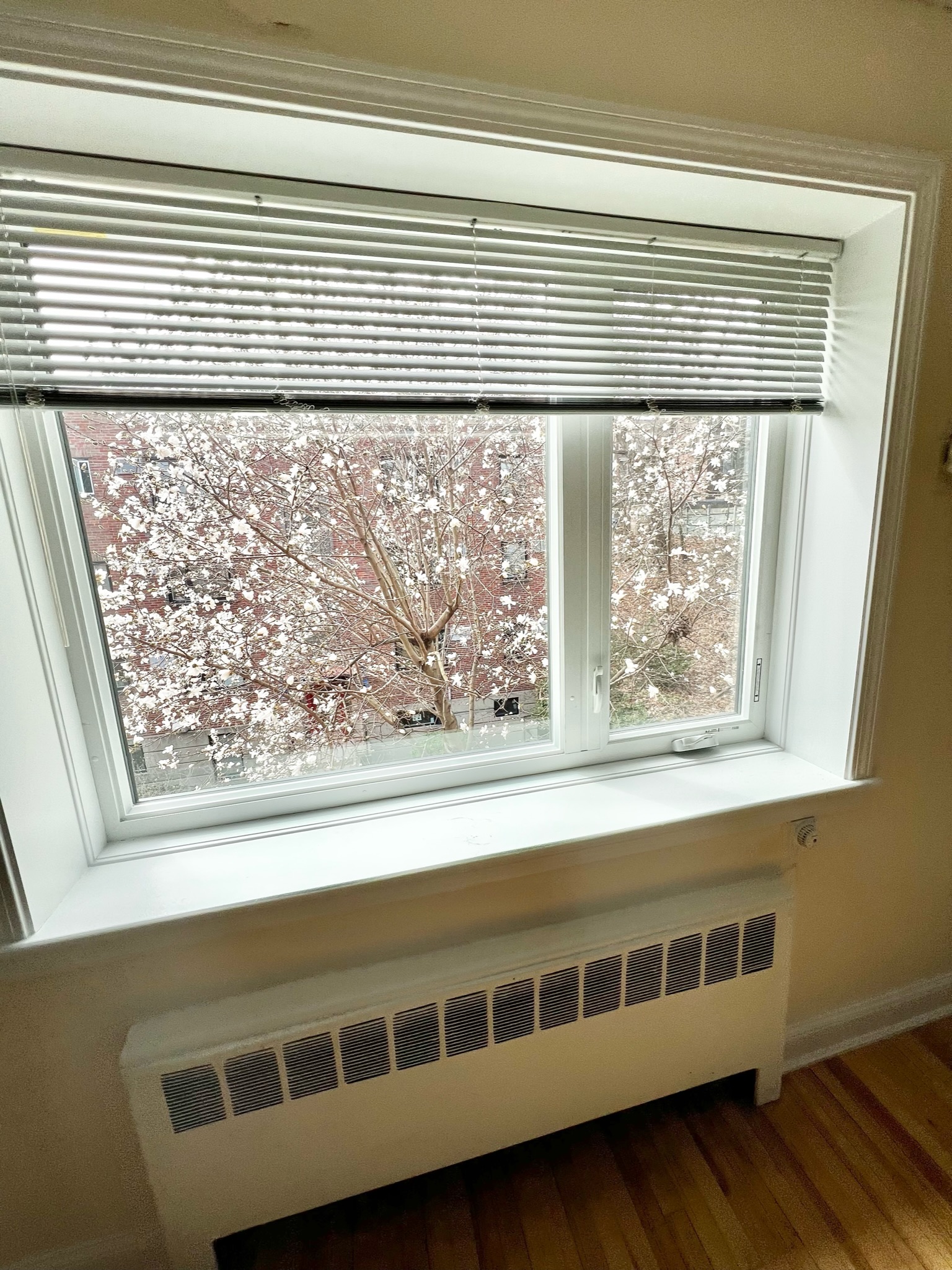 1 bed, 1 bath apartment for rent at 38 St Paul Unit 54-6, Coolidge Corner — photo 6 of 17