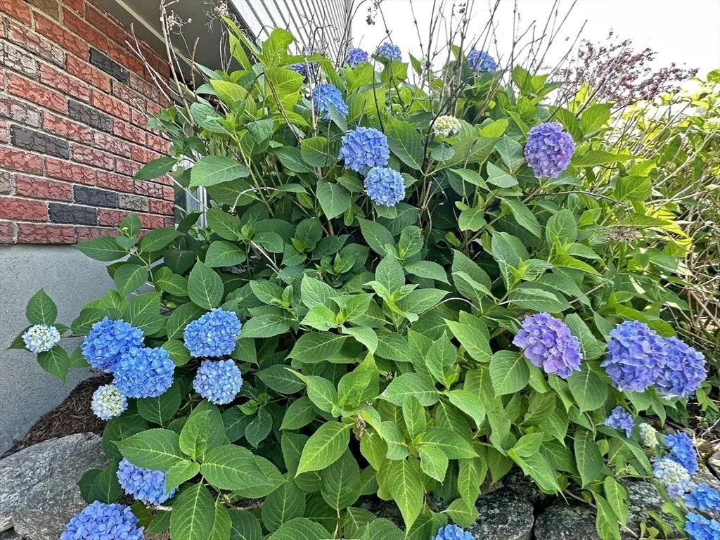 6 Brownson Ter, Jamaica Plain