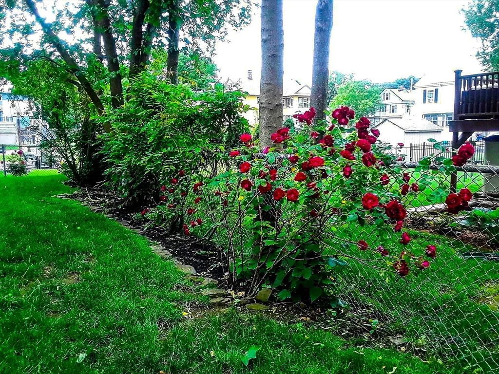 35 Hillock St, Roslindale