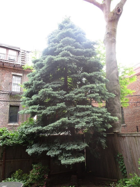 15 Appleton St, South End