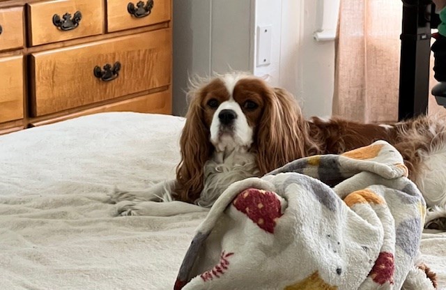 67 Concord, Inman Square