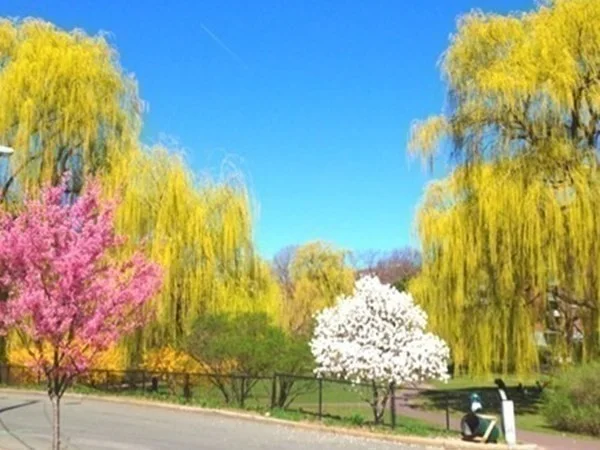 100 Marion St, Coolidge Corner