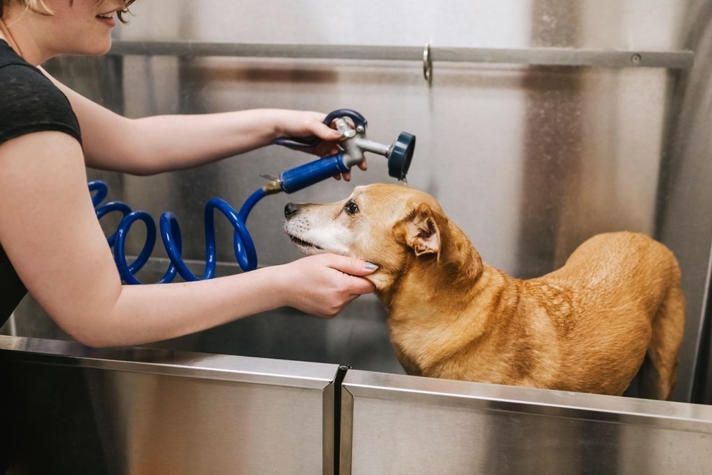 45 Lewis St, East Boston