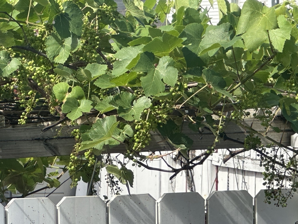 11 Myrtle St, Brickbottom-Inner Belt