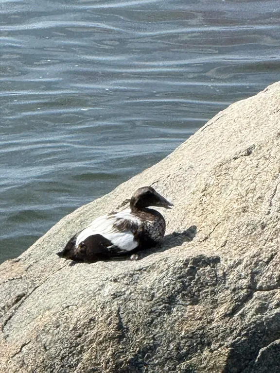 147 Nahant Rd, Nahant