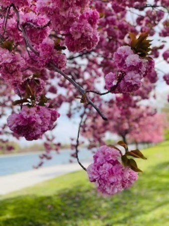 33 Pond Ave, Brookline Village