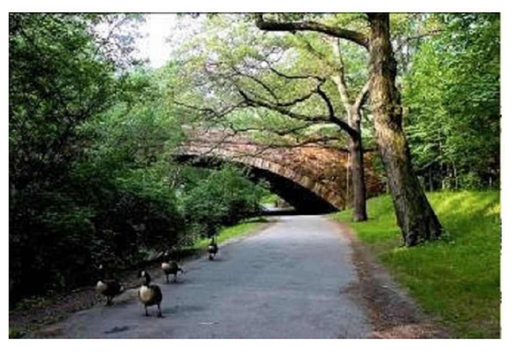 15 Aberdeen St, Fenway