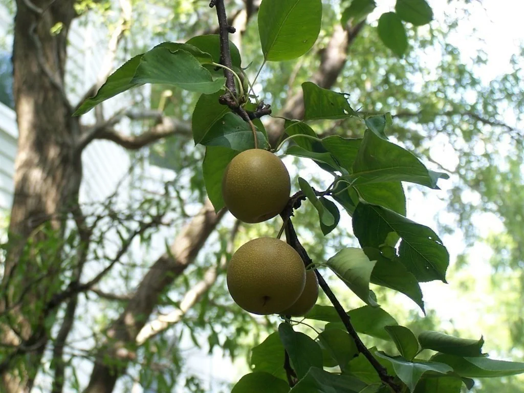 89 University Rd, Aspinwall Hill