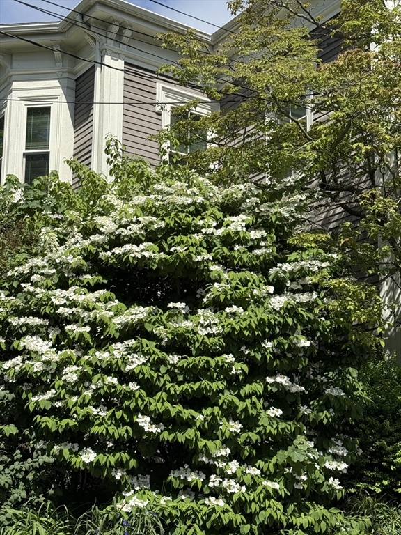 19 Harvard Ave, Brookline