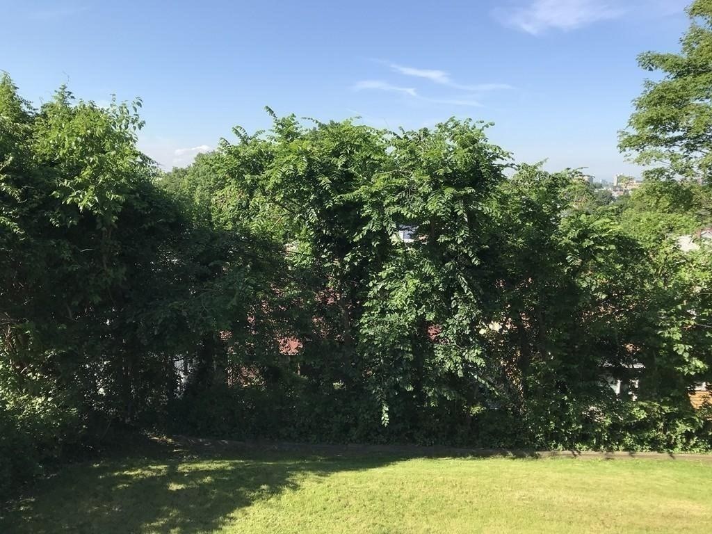 237 Winchester St, North Brookline